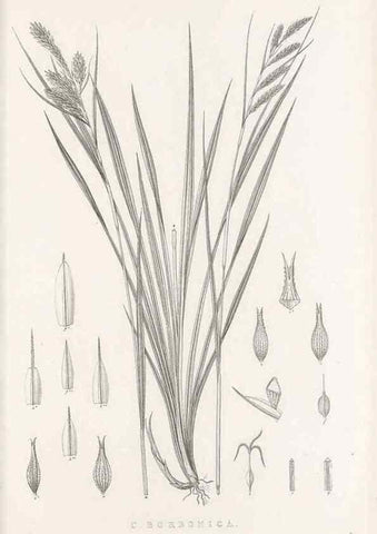 Reproducción/Reproduction 48683322117: Illustrations of the genus Carex. London :William Pamplin,1858-1867.. 
