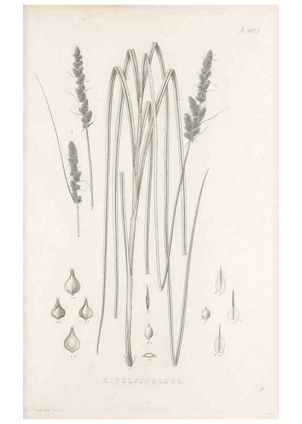 Reproducción/Reproduction 48683344472: Illustrations of the genus Carex. London :William Pamplin,1858-1867.. 