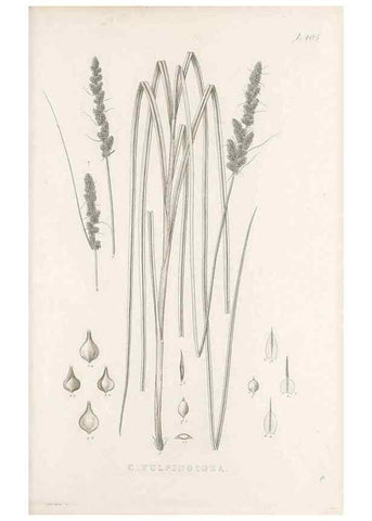 Reproducción/Reproduction 48683344472: Illustrations of the genus Carex. London :William Pamplin,1858-1867.. 