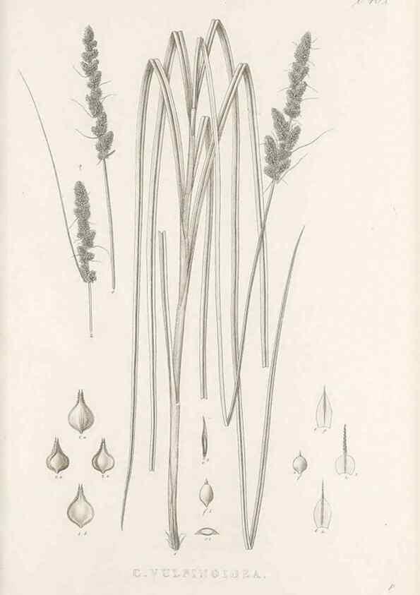 Reproducción/Reproduction 48683344472: Illustrations of the genus Carex. London :William Pamplin,1858-1867.. 