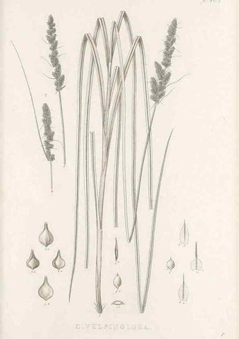 Reproducción/Reproduction 48683344472: Illustrations of the genus Carex. London :William Pamplin,1858-1867.. 