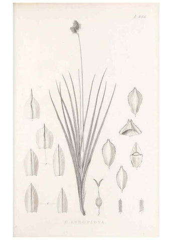 Reproducción/Reproduction 48682816258: Illustrations of the genus Carex. London :William Pamplin,1858-1867.. 