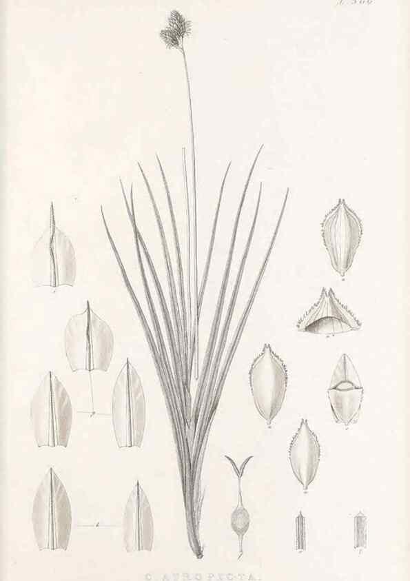 Reproducción/Reproduction 48682816258: Illustrations of the genus Carex. London :William Pamplin,1858-1867.. 