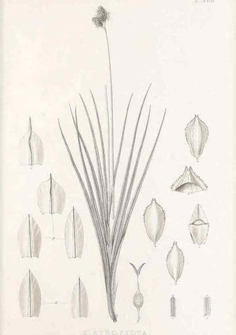 Reproducción/Reproduction 48682816258: Illustrations of the genus Carex. London :William Pamplin,1858-1867.. 