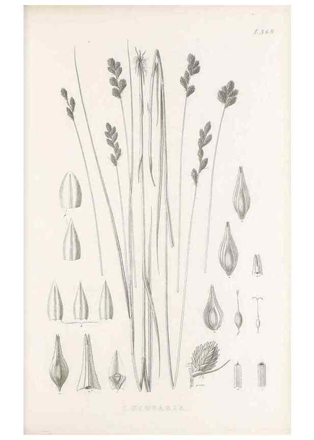 Reproducción/Reproduction 48682816853: Illustrations of the genus Carex. London :William Pamplin,1858-1867.. 