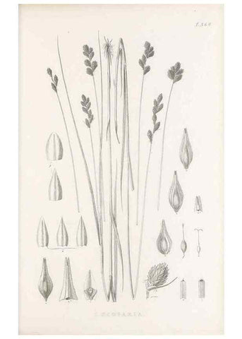 Reproducción/Reproduction 48682816853: Illustrations of the genus Carex. London :William Pamplin,1858-1867.. 