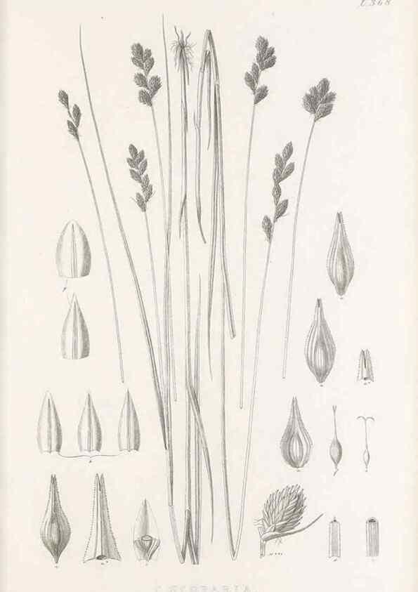 Reproducción/Reproduction 48682816853: Illustrations of the genus Carex. London :William Pamplin,1858-1867.. 