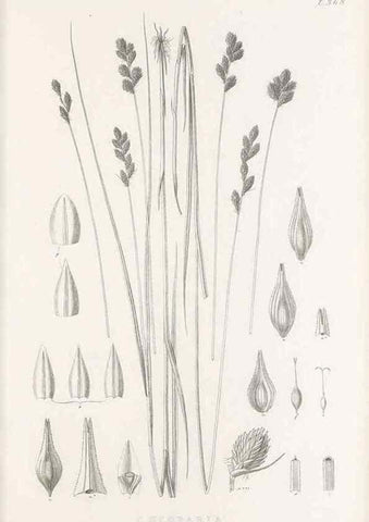 Reproducción/Reproduction 48682816853: Illustrations of the genus Carex. London :William Pamplin,1858-1867.. 