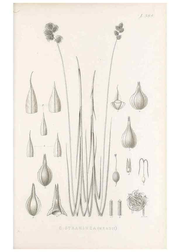Reproducción/Reproduction 48682823763: Illustrations of the genus Carex. London :William Pamplin,1858-1867.. 