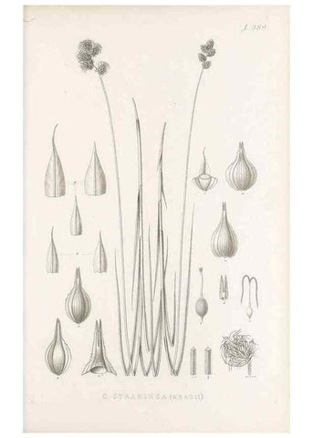 Reproducción/Reproduction 48682823763: Illustrations of the genus Carex. London :William Pamplin,1858-1867.. 