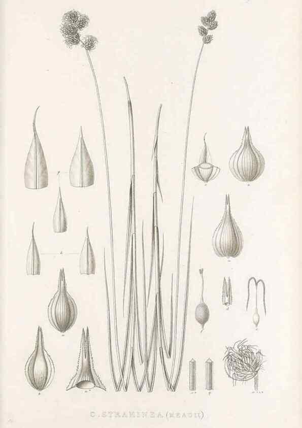 Reproducción/Reproduction 48682823763: Illustrations of the genus Carex. London :William Pamplin,1858-1867.. 