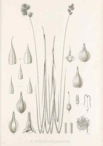 Reproducción/Reproduction 48682823763: Illustrations of the genus Carex. London :William Pamplin,1858-1867.. 