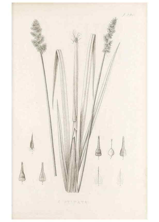 Reproducción/Reproduction 48683338862: Illustrations of the genus Carex. London :William Pamplin,1858-1867.. 