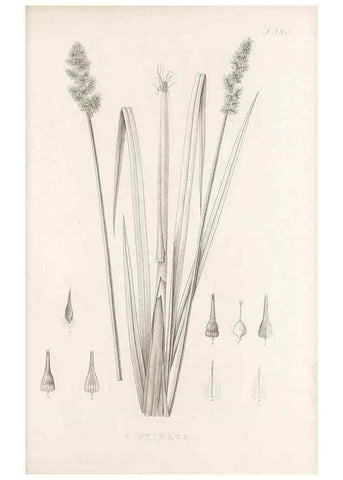 Reproducción/Reproduction 48683338862: Illustrations of the genus Carex. London :William Pamplin,1858-1867.. 