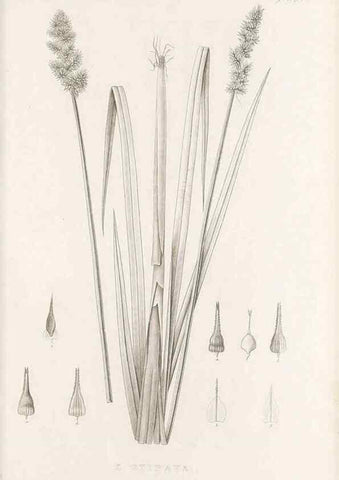 Reproducción/Reproduction 48683338862: Illustrations of the genus Carex. London :William Pamplin,1858-1867.. 