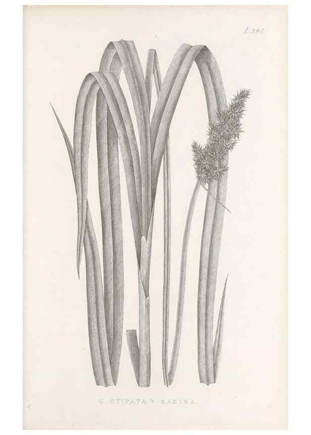 Reproducción/Reproduction 48683162781: Illustrations of the genus Carex. London :William Pamplin,1858-1867.. 
