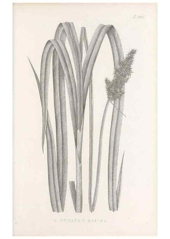 Reproducción/Reproduction 48683162781: Illustrations of the genus Carex. London :William Pamplin,1858-1867.. 