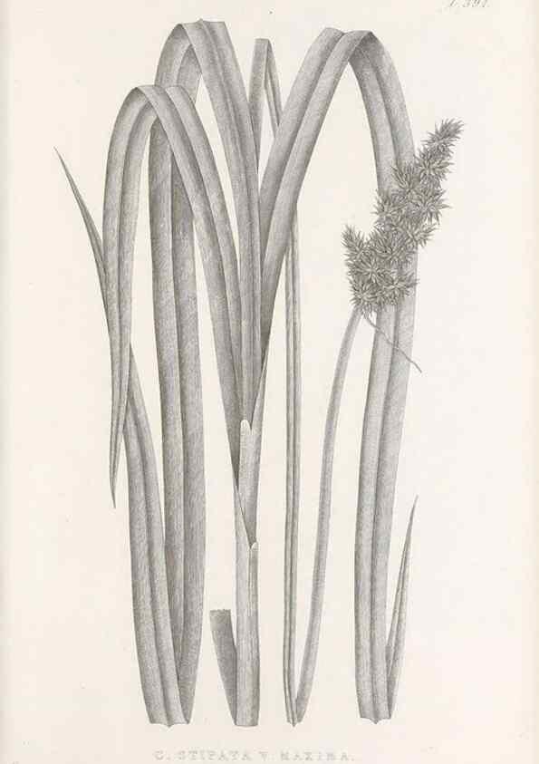 Reproducción/Reproduction 48683162781: Illustrations of the genus Carex. London :William Pamplin,1858-1867.. 