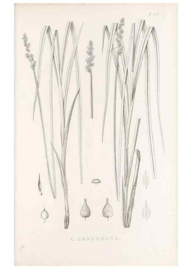 Reproducción/Reproduction 48683339577: Illustrations of the genus Carex. London :William Pamplin,1858-1867.. 