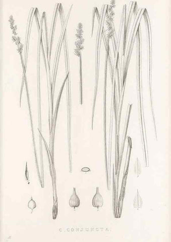 Reproducción/Reproduction 48683339577: Illustrations of the genus Carex. London :William Pamplin,1858-1867.. 
