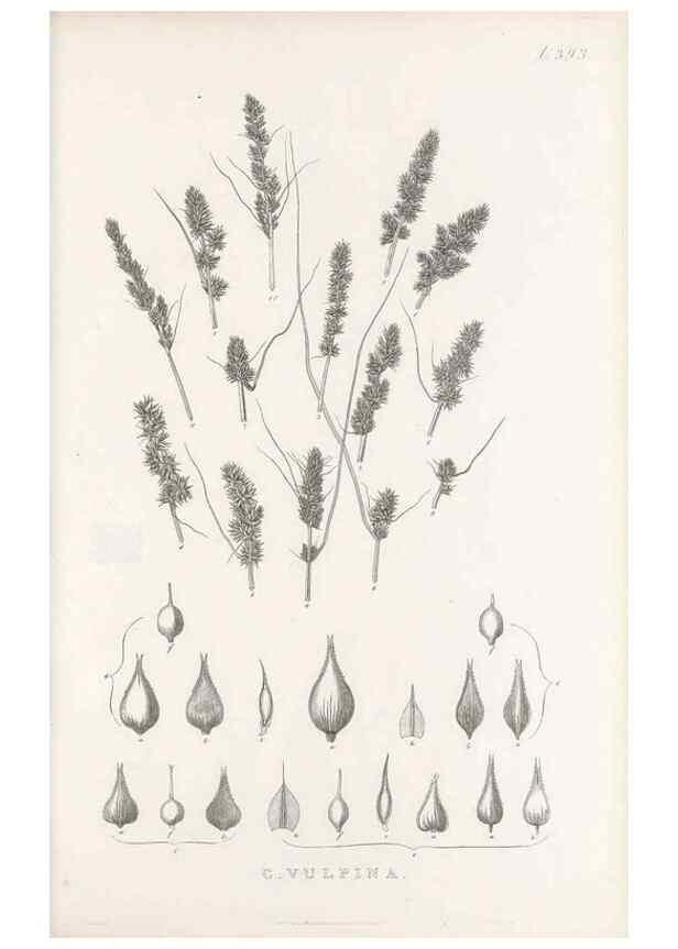 Reproducción/Reproduction 48683163376: Illustrations of the genus Carex. London :William Pamplin,1858-1867.. 