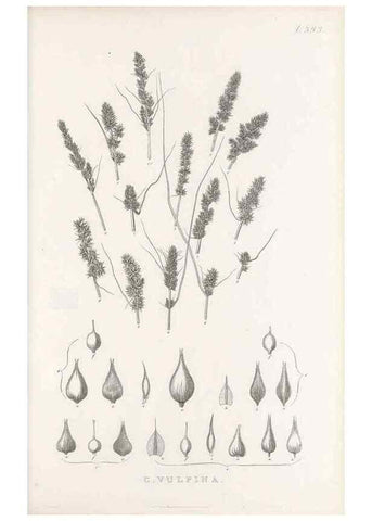 Reproducción/Reproduction 48683163376: Illustrations of the genus Carex. London :William Pamplin,1858-1867.. 