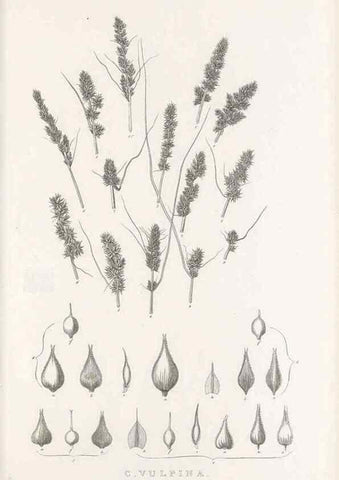 Reproducción/Reproduction 48683163376: Illustrations of the genus Carex. London :William Pamplin,1858-1867.. 