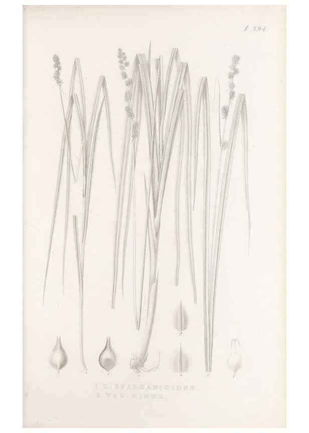 Reproducción/Reproduction 48682825983: Illustrations of the genus Carex. London :William Pamplin,1858-1867.. 