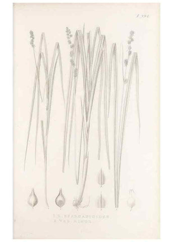 Reproducción/Reproduction 48682825983: Illustrations of the genus Carex. London :William Pamplin,1858-1867.. 
