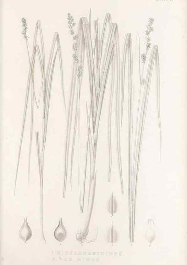 Reproducción/Reproduction 48682825983: Illustrations of the genus Carex. London :William Pamplin,1858-1867.. 
