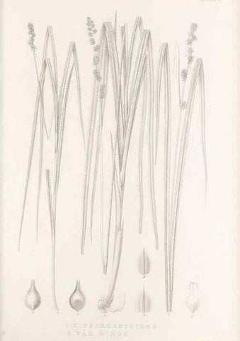 Reproducción/Reproduction 48682825983: Illustrations of the genus Carex. London :William Pamplin,1858-1867.. 