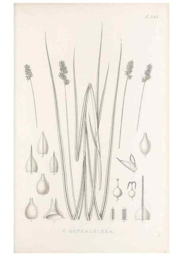 Reproducción/Reproduction 48682826203: Illustrations of the genus Carex. London :William Pamplin,1858-1867.. 