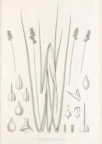 Reproducción/Reproduction 48682826203: Illustrations of the genus Carex. London :William Pamplin,1858-1867.. 