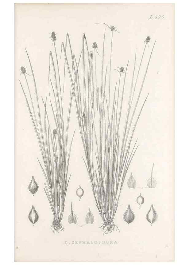 Reproducción/Reproduction 48683340537: Illustrations of the genus Carex. London :William Pamplin,1858-1867.. 