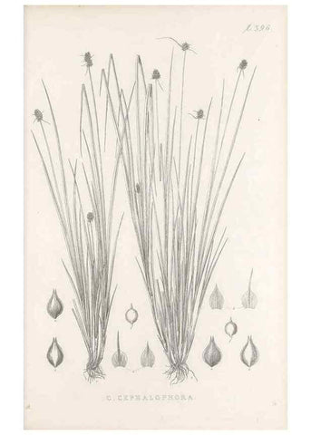 Reproducción/Reproduction 48683340537: Illustrations of the genus Carex. London :William Pamplin,1858-1867.. 