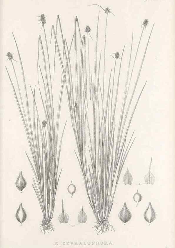Reproducción/Reproduction 48683340537: Illustrations of the genus Carex. London :William Pamplin,1858-1867.. 