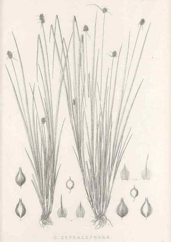 Reproducción/Reproduction 48683340537: Illustrations of the genus Carex. London :William Pamplin,1858-1867.. 