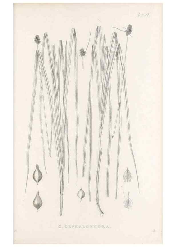 Reproducción/Reproduction 48683341567: Illustrations of the genus Carex. London :William Pamplin,1858-1867.. 