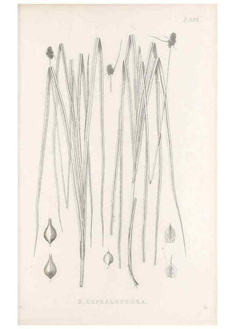 Reproducción/Reproduction 48683341567: Illustrations of the genus Carex. London :William Pamplin,1858-1867.. 
