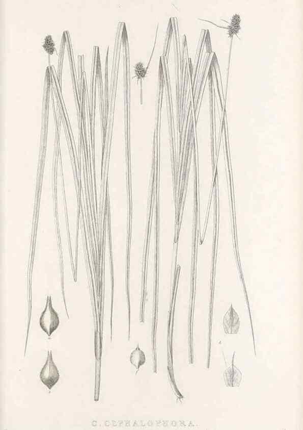 Reproducción/Reproduction 48683341567: Illustrations of the genus Carex. London :William Pamplin,1858-1867.. 