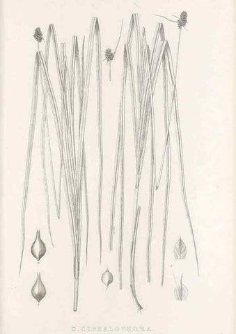Reproducción/Reproduction 48683341567: Illustrations of the genus Carex. London :William Pamplin,1858-1867.. 
