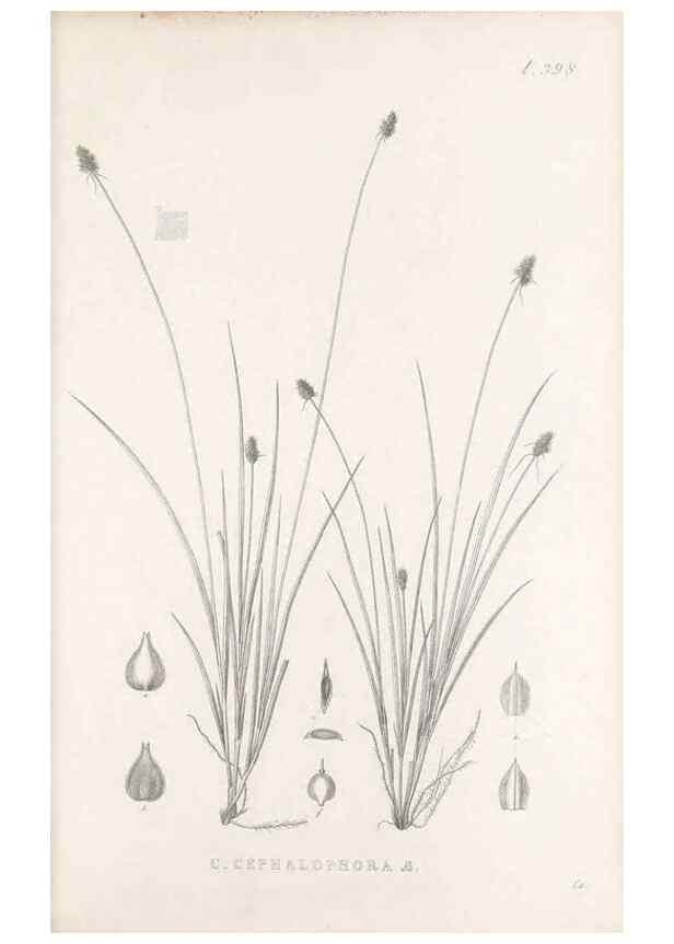 Reproducción/Reproduction 48683165521: Illustrations of the genus Carex. London :William Pamplin,1858-1867.. 