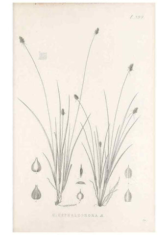 Reproducción/Reproduction 48683165521: Illustrations of the genus Carex. London :William Pamplin,1858-1867.. 