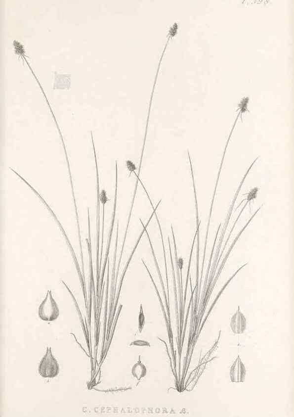 Reproducción/Reproduction 48683165521: Illustrations of the genus Carex. London :William Pamplin,1858-1867.. 