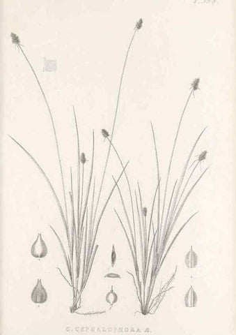 Reproducción/Reproduction 48683165521: Illustrations of the genus Carex. London :William Pamplin,1858-1867.. 