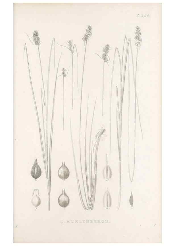 Reproducción/Reproduction 48683342157: Illustrations of the genus Carex. London :William Pamplin,1858-1867.. 