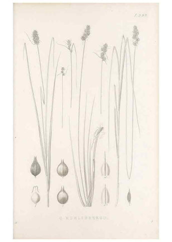 Reproducción/Reproduction 48683342157: Illustrations of the genus Carex. London :William Pamplin,1858-1867.. 