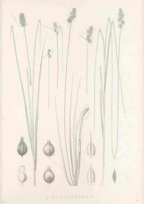 Reproducción/Reproduction 48683342157: Illustrations of the genus Carex. London :William Pamplin,1858-1867.. 