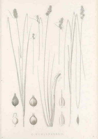 Reproducción/Reproduction 48683342157: Illustrations of the genus Carex. London :William Pamplin,1858-1867.. 
