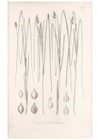 Reproducción/Reproduction 48683342357: Illustrations of the genus Carex. London :William Pamplin,1858-1867.. 